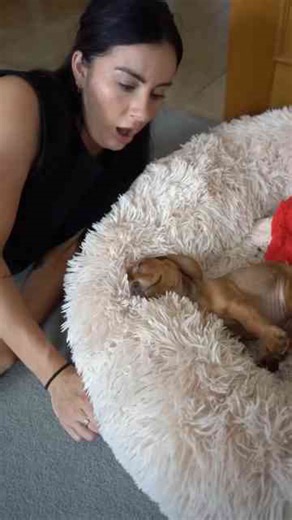 Life As A New Puppy Owner