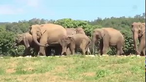 10K views · 1.3K reactions | Releasing elephants from the chain is...