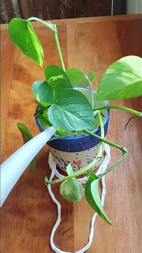 Growing Snake Plant in Water 🌿 | Easy & Clean