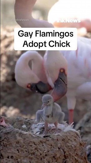 Gay Flamingo Adopt Chick