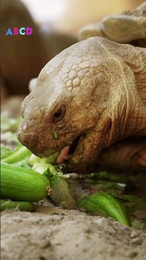 What do turtles like to eat? Mary will tell you.