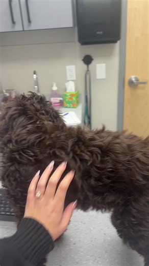 Take Moose to his vet appointment with me 🐾🦴🩺 #fyp #puppy | dog
