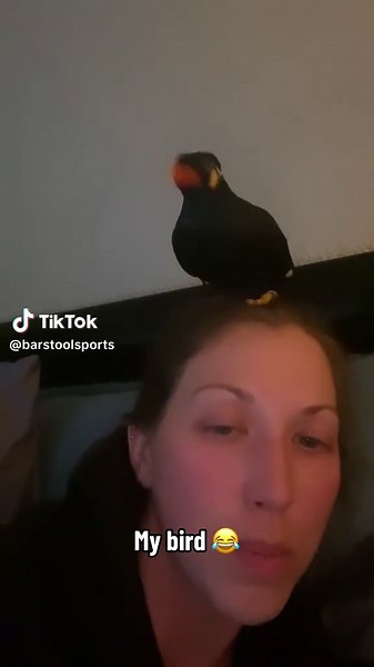 Funny Bird Video Moments on TikTok