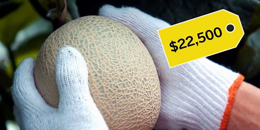 These melons can sell for as much as $22,500 each in Japan