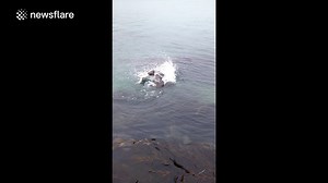 Sea lion vs octopus