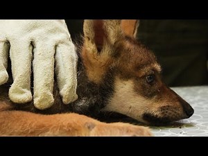 Watch a Wolf Pup Vet Visit