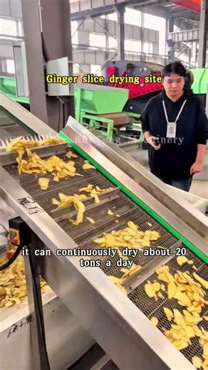 Ginger slices being dried on site#fyp #makemoney #drying #dryingroom #dryingmachine #ginger