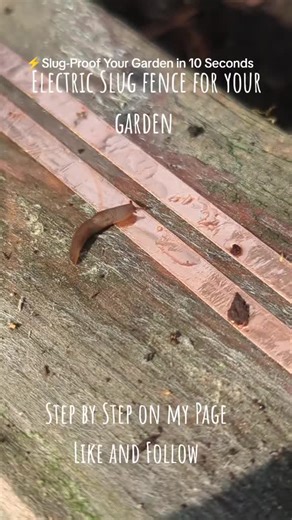 Slug-Proof Your Garden in 10 Seconds