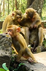 322K views · 2.6K reactions | Monkey Free on Reels | Facebook