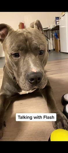 Victoria Nguyen | TALKING DOGS on TikTok