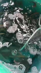 8.3K views · 53 reactions | Loaded up on mullet and goldfish. Also have Crawlers Skipjack Shad. | Catfishermans Paradise | Facebook