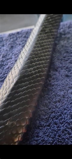 News from " THE SNAKE PIT " Red Bellied Black Snake Pseudechis porphyriacus This Large Red Bellied Black Snake was on an Orchard Hills Property with another Smaller RBBS but on Closer inspection we noticed quite a few Ticks on the Snake so we thought we would do a video to show you we don't ONLY catch Snakes but we help them with Injury Treatment and removal of Parasites | Australian Snake Catchers