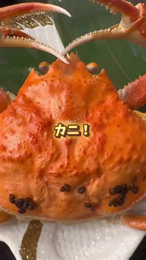 カニ！ カニ！ カニ！ 正直、カニ出すぎ！ って思うくらいカニ尽くし🦀 刺身も、焼きも、しゃぶしゃぶも！ 福井県、越前蟹を食べるならはれや旅館まで🦀 #越前蟹 #カニ #温泉 #温泉旅館 #福井