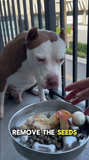 🍎 Apples Are More Than Just a Tasty Treat for Dogs!\n\nDid you know apples are packed with nutrients