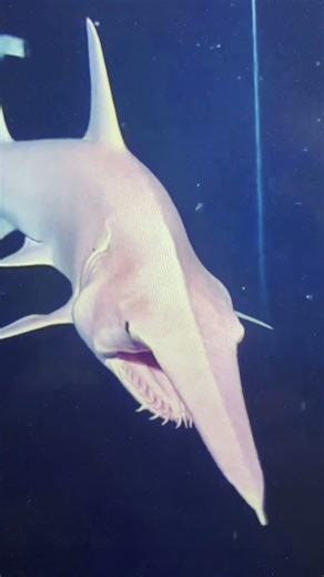 Агула-гоблин