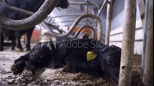 Low angle close up of two days old black baby angus calf resting and exploring the world. Angus Mother in background inside stable.