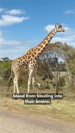 Crazy Giraffe Facts You Won’t Believe #animalfacts #giraffe #wildlife #animalshorts