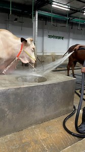 The shepherd's daily work is very neatly cleaning the bulls food bowl with water at night #bulls #cleaning #cattlefarm #takecare #foryouシ | Bulls take care