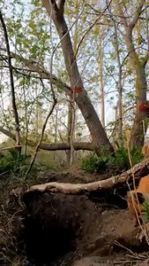 J’ai installé ma GoPro près d’un terrier de renard… 🦊 Je ne savais pas si ça allait fonctionner. Quelques minutes plus tard, un petit curieux est sorti… Et il est venu sentir directement ma caméra 😍 La curiosité à l’état pur. La nature me surprendra toujours. #renard #faunesauvage #renardeau #photographieanimaliere #naturequebec #animauxsauvages #gopro #wildlifephotography #quebecnature #reelquebec #naturelover #momentmagique | Mathieu Labrosse - Photographie en Nature