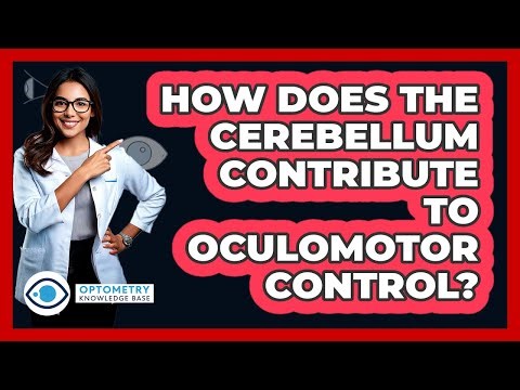 How Does The Cerebellum Contribute To Oculomotor Control?