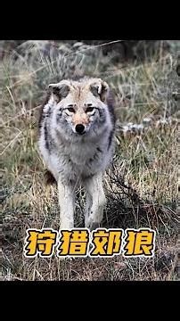 Coyote Infestation on North American Farms: Farmers Hunt Coyotes with Sniper Rifles at Night #Leg...