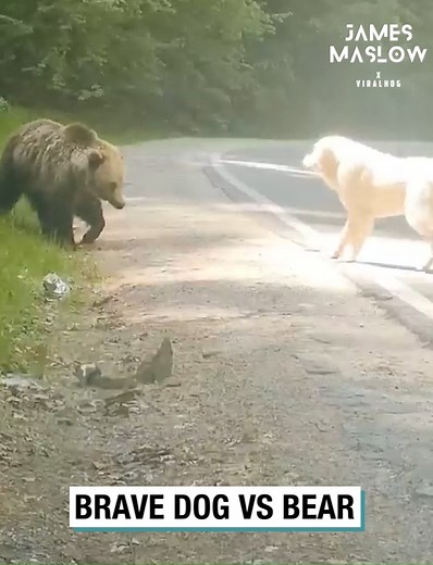 46K views · 675 reactions | Brave Dog VS Bear | James Maslow | Facebook