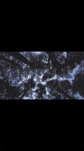 Night Forest Crickets | Sleep Ambience | Calm Tree