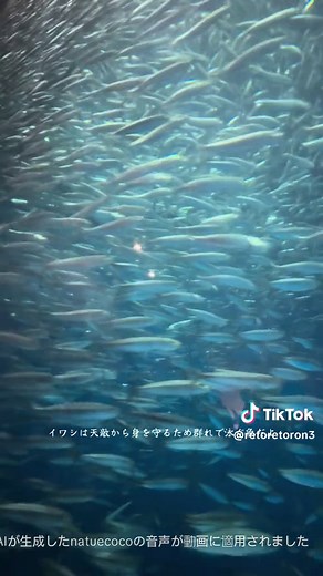 名古屋港水族館の迫力ショーと生き物たち