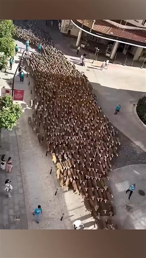 Icelands Amazing Sheep Tradition | Innovative cool