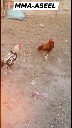 Aseel rooster fight #aseelfighter #aseelrooster #aseelfight #aseellovers #aseelchick #sidhumoosewala | MMA - ASEEL