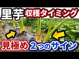 【サトイモ】〇〇したら収穫できる？正しい収穫タイミングの見極め方法【家庭菜園】