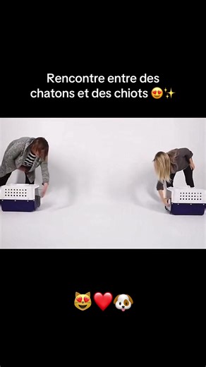 Rencontre entre chatons et chiots adorables