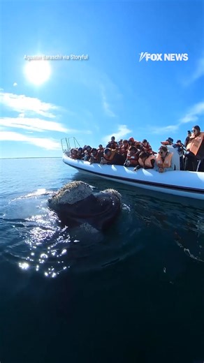 CLOSE ENCOUNTER: A whale delights passengers aboard a tour boat in Argentina as it swims alongside the vessel in the San Matías Gulf. | Fox News