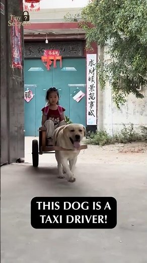 ടാക്സി ഓടിക്കുന്ന നായ 😱🥹 | THIS DOG IS A TAXI DRIVER!😲 | Dog Taxi | Tiny Secrets