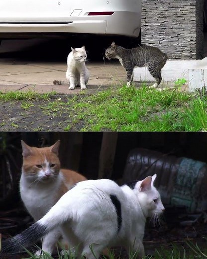 Adorable Cat Meowing & Purring Sound 😺 | Viral Cat Short USA