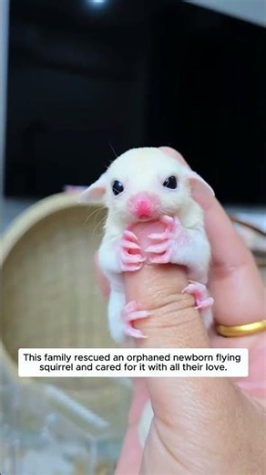This family rescued an orphaned newborn flying squirrel and cared for it with all their love.