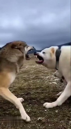 Wolf Attack! 🐺🚫 Not on Dog’s Watch! 🐕🔥