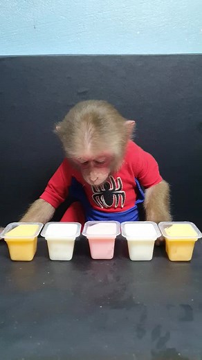 Animal Home Monkey on TikTok