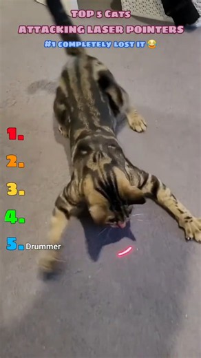 Top 5 Cats Attacking Laser Pointers 😹 Chaos