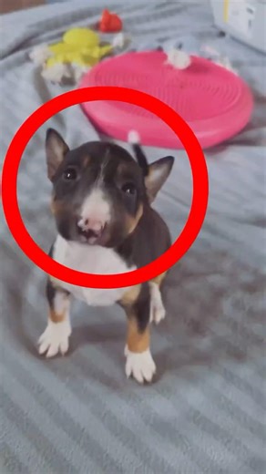 This Is What a Bull Terrier Puppy Looks Like 🐶❤️
