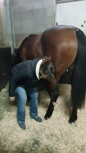 How to do horse stretches for stifle