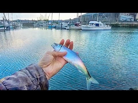 Newport Oregon Herring Fishing - Lots of Them in Yaquina Bay!