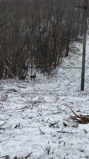 Ivan Stanchev (@stanchev.i)’s videos with original sound - Vess Nikk