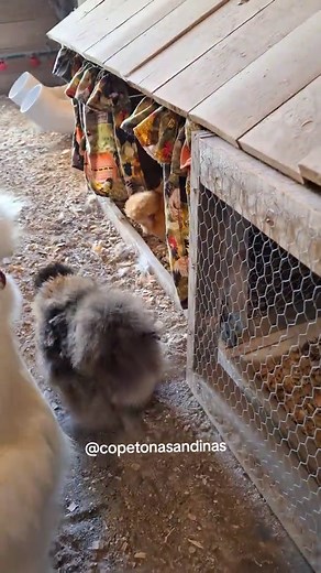 Rita y sus cuestiones raras sobre gallinas