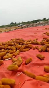 938K views · 7K reactions | This video shows the complete process of preparing Chhuhara (dry dates) from Dhakki dates using conventional and traditional methods. India is the main importer of this Chhuhara, where it is known as Nur Chhuhara or 2½ inch Chhuhara. It is the largest-sized Chhuhara in the world and is exclusively produced in the Dera Ismail Khan region, the origin of the famous Dhakki date. Dr. Shahzada Arshad Saleem Saddozai | Agriculture Department KP | Facebook