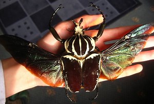 Goliathus goliatus - Alchetron, The Free Social Encyclopedia