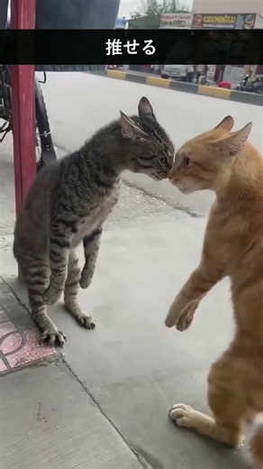 笑って癒される猫たちの名場面集 #猫動画 #かわいい猫 #面白い猫