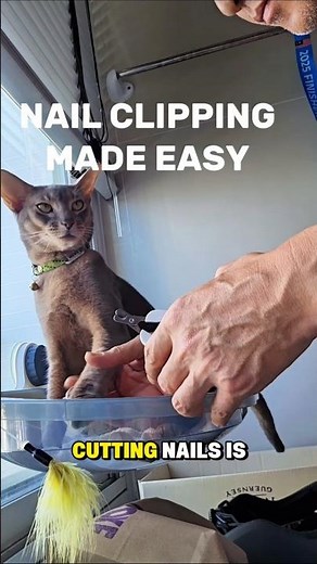 How to Clip Your Cat's Nails Without Stress (3 Easy Steps)