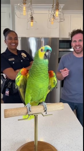 5.2K views · 151 reactions | Parrot Accidentally Exposes Husband's Secret! #ParrotExposed #CaughtCheating #SavageParrot #RelationshipDrama #ParrotComedy A sassy parrot calls for its own arrest after accidentally referring to the husband's girlfriend as 'the other wife' right in front of a police officer! The husband's shocked reaction says it all as the feathered snitch realizes confession counts either way. | Talking Parrot | Facebook