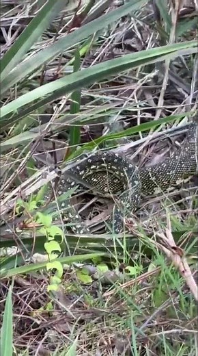 Diamond python. Australia 🇦🇺.